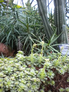Cacti and Succulents