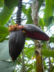 Banana Tree