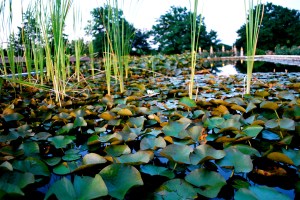 Lily Pond Photo by Anthony Flaco