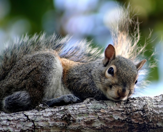 he-wuvs-me-squirrel-1385571-639x518