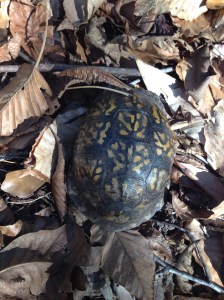 Iphone Pics and Videos 007